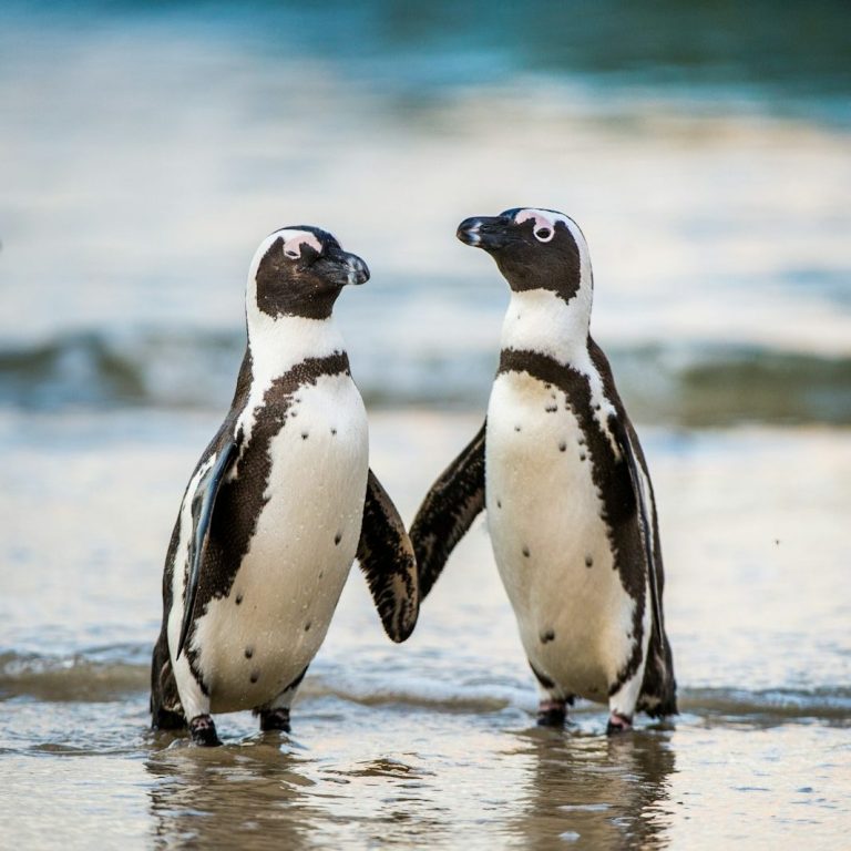 Zwei Pinguine stehen am Strand und halten sich mit einer Flosse fest.